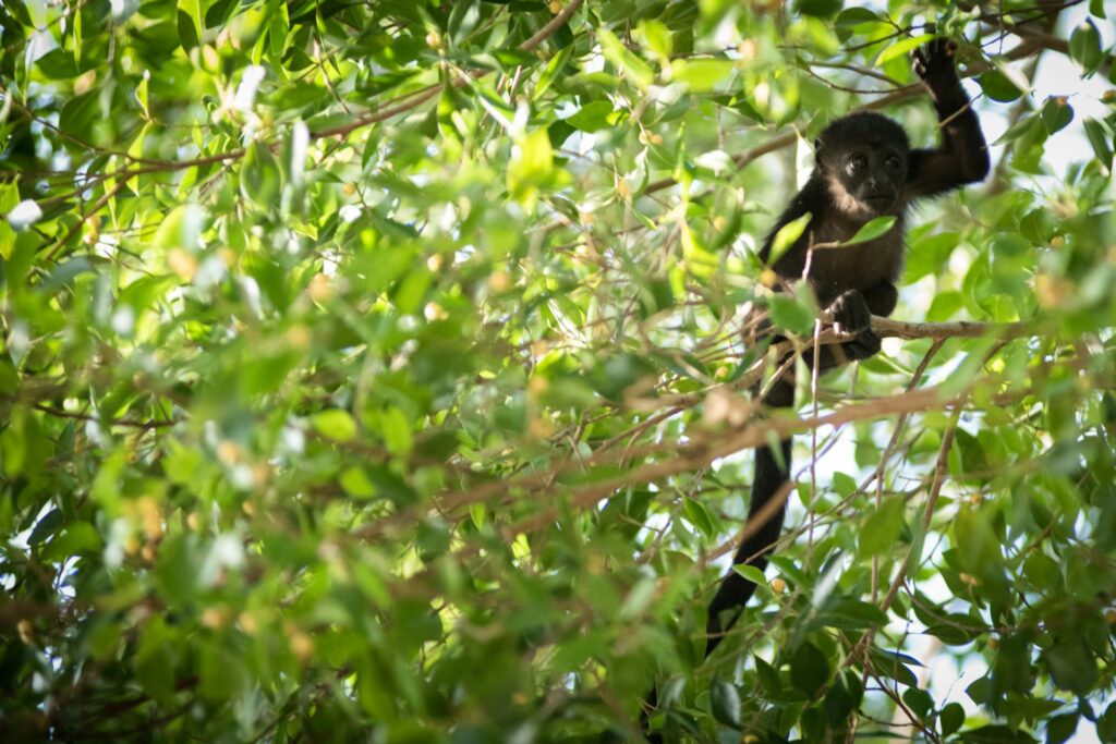 Wildlife and Nature Reserves in Nicaragua