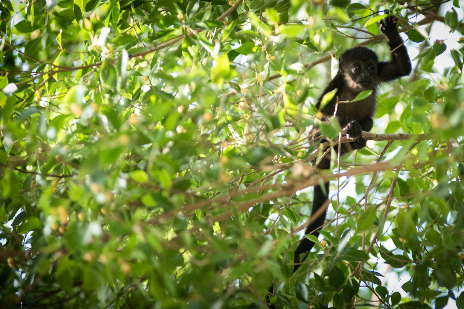 Wildlife and Nature Reserves in Nicaragua